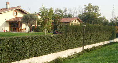 VerdeMaVerde - manutenzione giardini e verde